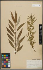 Foto von Salix alba L. x Salix fragilis L.